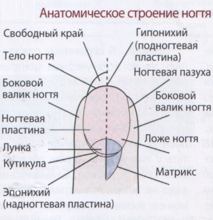 Анатомия ногтя для правильного наращивания гелем своими руками