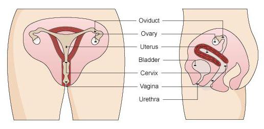 женская половая система как устроено влагалище