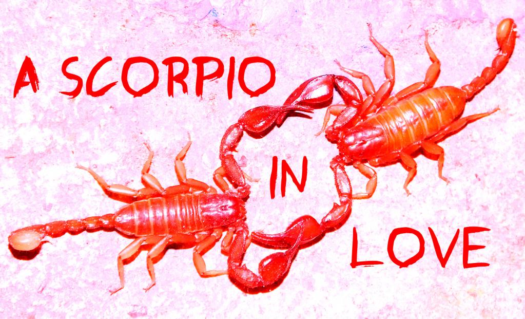 совместимость скорпион женщина скорпион мужчина