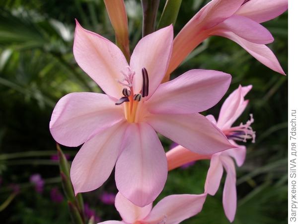 Watsonia