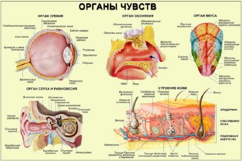 21 чувство человека. ОБОНЯНИЕ