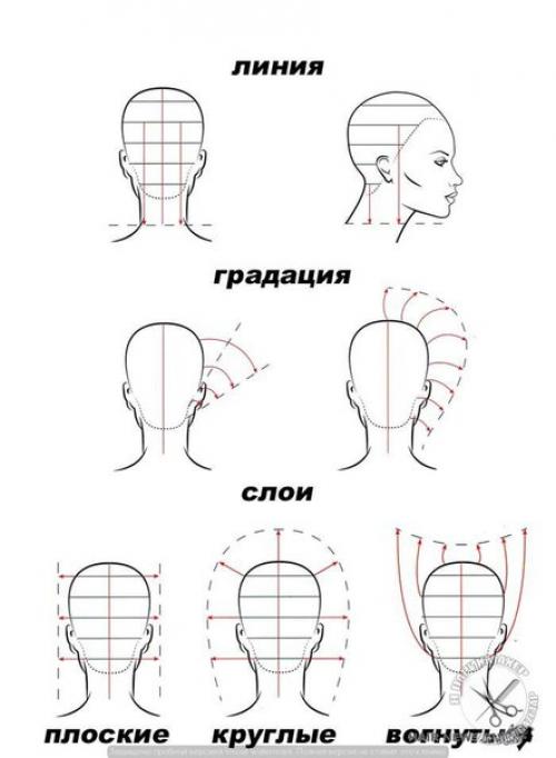 Линия стрижки. Основы классической стрижки (линии, градации, слои).