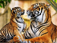 Тигрица с тигренком
