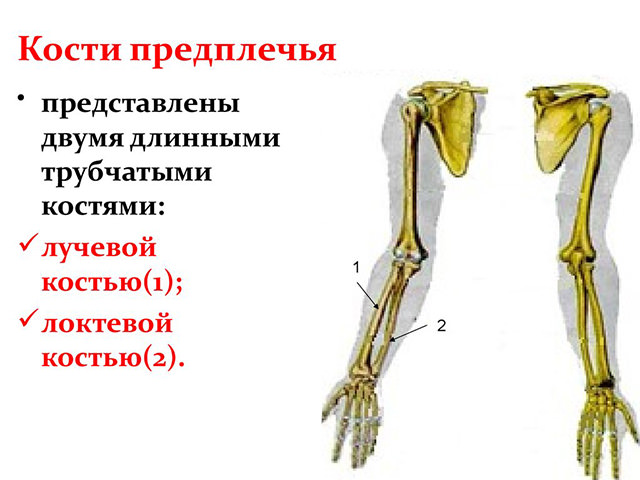 Костное строение 