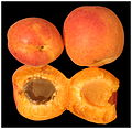Color icon orange.svg