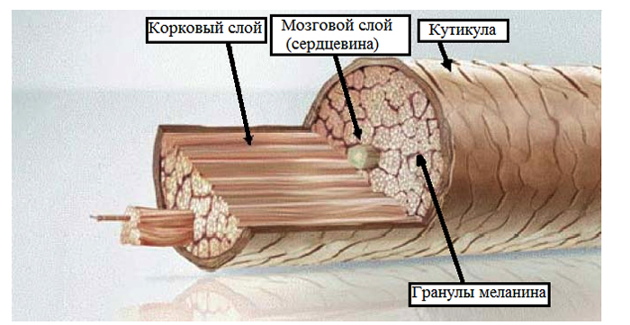 Строение человеческого волоса