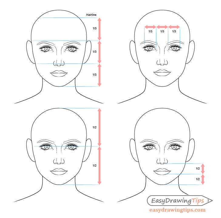 Female face drawing proportions