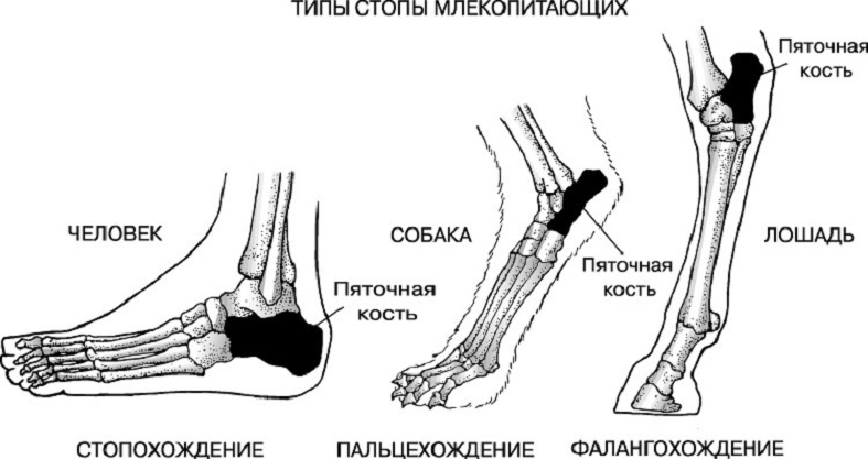 виды стоп