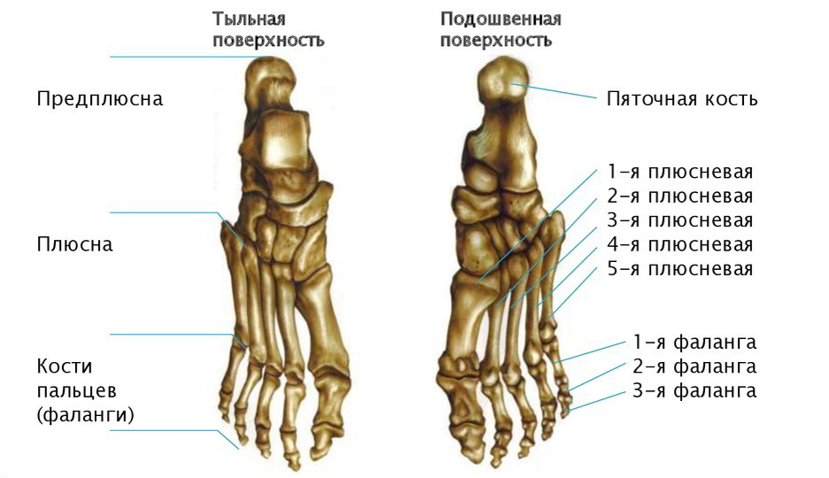 кости стопы