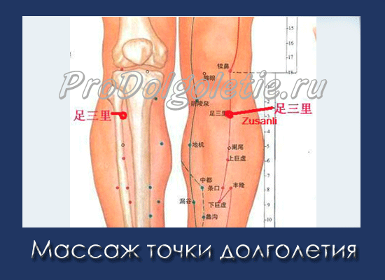 Точка долголетия Цзу Сан Ли