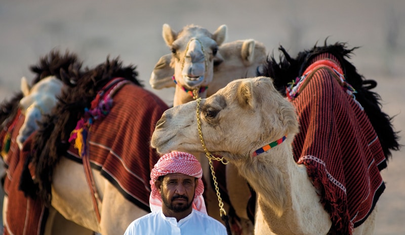 Араб с верблюдами